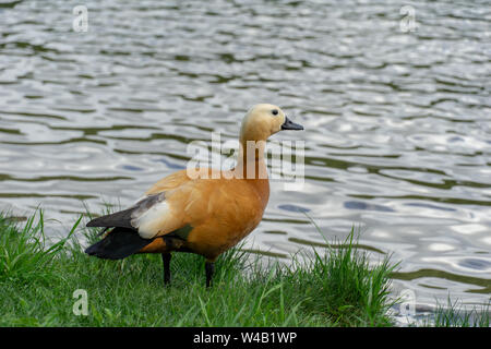 Femme tadorne casarca Tadorna ferruginea Brahminy duck. Tadorne traverser une prairie inondée alors qu'elle cherchait de la nourriture Banque D'Images