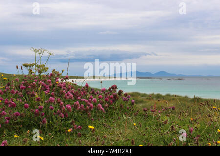 Fleurs sauvages de "machair" sur la côte de North Uist, Iar Traigh Beach et South Uist collines en arrière-plan, RSPB Balranald, Ecosse Banque D'Images