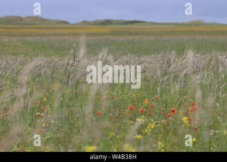 Champ de fleurs sauvages "machair" sur North Uist Banque D'Images