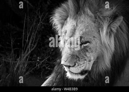 Vieux lion mâle portant des cicatrices en noir et blanc Banque D'Images