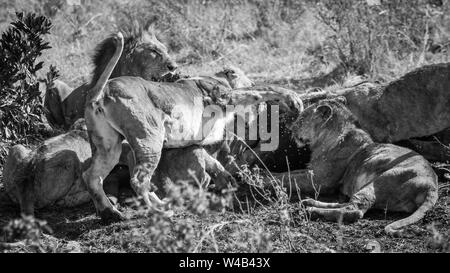 Narok, Kenya. Le 6 février 2011. Une troupe de lions (Panthera leo) fête sur buffalo kill dans le Masai Mara National Reserve. Banque D'Images