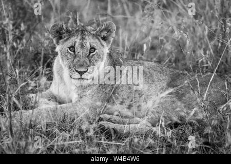 Narok, Kenya. Le 6 février 2011. Un lion (Panthera leo) se détend dans le Masai Mara National Reserve. Banque D'Images