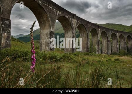 Foxglove en face du viaduc de Glenfinnan, Ecosse, lieu de tournage de Harry Potter Banque D'Images