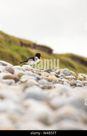 Huîtrier pie oiseau seul se tenant sur une plage de galets sur South Uist dans les Hébrides extérieures, en Écosse Banque D'Images