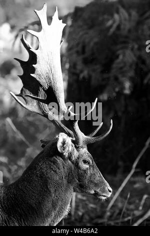 Cerf daim avec de grands bois au lever du soleil en noir et blanc Banque D'Images