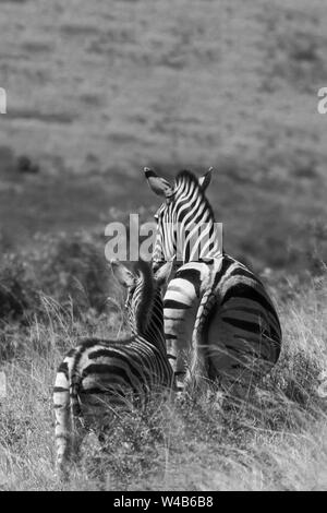 Zebra mère et poulain de derrière, marchant loin dans la brousse africaine Banque D'Images