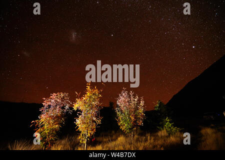 Sorbus arbres en automne et Milky Way, Ohau, Mackenzie Country, Canterbury, île du Sud, Nouvelle-Zélande Banque D'Images