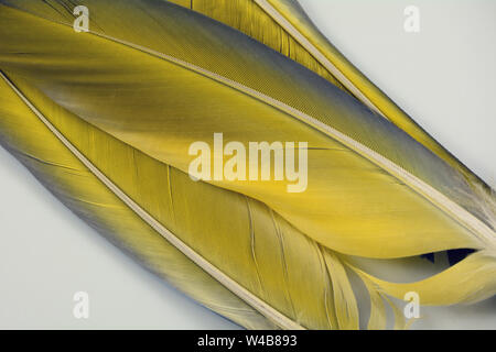 Close up de trois plumes d'oiseau ara jaune contre fond blanc Banque D'Images