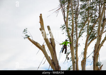 Une main-d'arboriste, attachés à des cordes et un faisceau, travaille en hauteur dans un arbre des branches d'eucalyptus de scies pour que l'arbre peut être abattus Banque D'Images