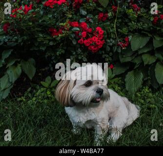 Lhassa Apso assis devant un rosier Banque D'Images