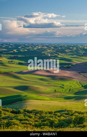 Les champs de blé autour de Steptoe vus de Steptoe Butte, Washington, la Palouse Banque D'Images