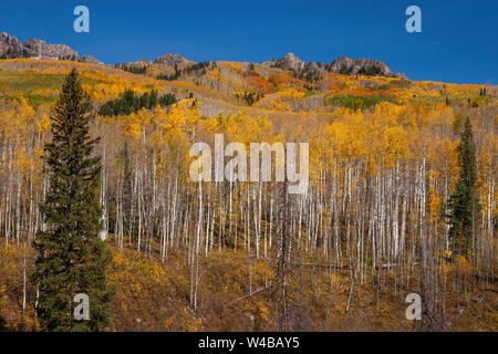 Couleurs d'automne près de Kebler Pass à l'ouest de Crested Butte, Colorado Banque D'Images