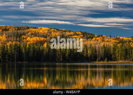 Aspen Trees in autumn, Jarvis Lake, William A. Switzer Provincial Park, Alberta, Canada Banque D'Images