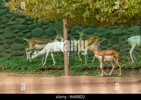 Manger de l'herbe verte et de cerfs, des végétaux en vertu de l'article remise Banque D'Images