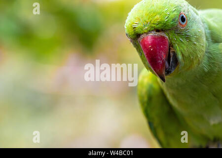 Perroquet vert , portrait les yeux dans la caméra, belle couleur vert vif. Banque D'Images