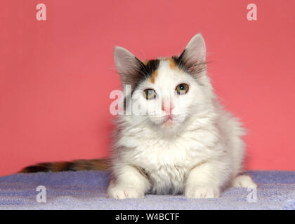 Portrait d'un adorable chaton calico et portant sur une couverture pourpre à directement à l'afficheur, fond rose vibrant avec copie espace. Banque D'Images