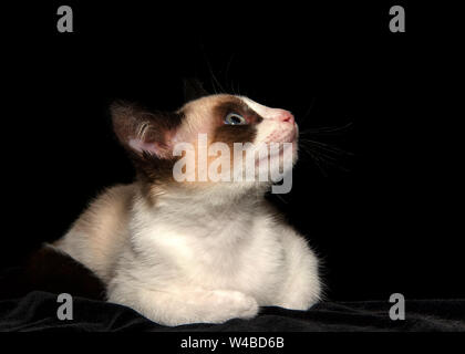 Portrait d'un seal point siamese kitten, vue de profil à droite jusqu'à spectateurs, fond noir avec copie espace. Banque D'Images