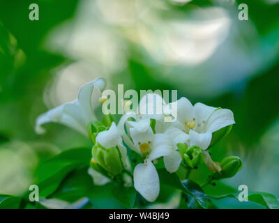 Fleur blanche de Satin Orange Jessamine, bois, arbre Murraya exotica Banque D'Images