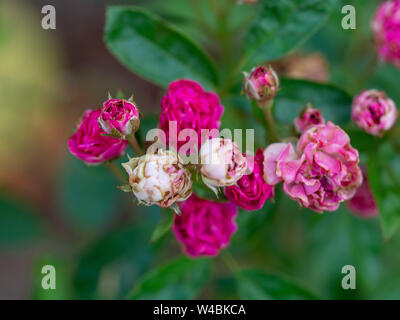 Conte de Rose, Rouge, Rouge Rose pygmée Rosa chinensis, Rosachinensis Jacq.var.minima voss (Rosacées) Banque D'Images