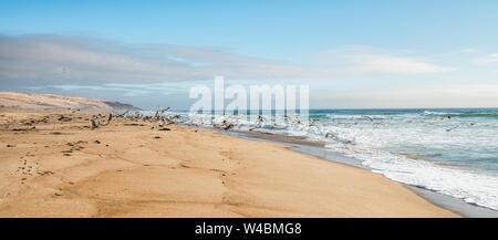 Plage de sable et de Nuée d'oiseaux voler au-dessus de la mer. Océan Pacifique, Californie Banque D'Images