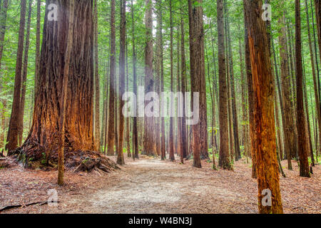 Dans la Forêt de Redwood Whakarewarewa Rotorua, Nouvelle-Zélande Banque D'Images