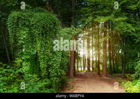 Journée ensoleillée dans le parc. Livre vert de l'été. Les chemins dans le parc. Forêt de pins d'été. Allée vide. Warszawa, Mazovie, Pologne, l'Europe. Banque D'Images