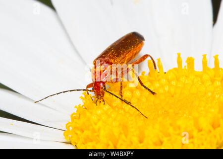 Soldat rouge commun beetle (Rhagonycha fulva) Banque D'Images