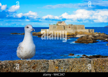 Goéland et un vieux fort à Saint-Malo, Bretagne, France Banque D'Images