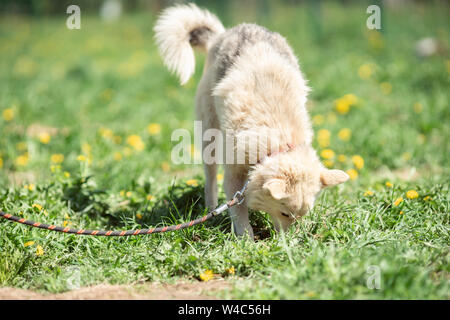 Photo de chien blanc à marcher sur la pelouse avec des pissenlits sur jour d'été Banque D'Images