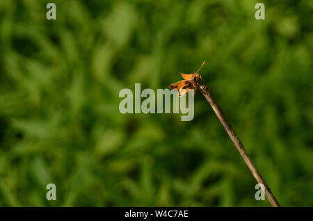 Haut fil agir un beau papillon danse le long de la tige de la branche d'un buisson. Banque D'Images