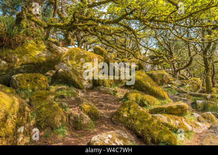 Chênes sessiles et moss en Wistman's Wood Devon Dartmoor England UK GB British Isles Banque D'Images