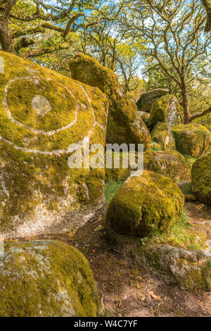 Chênes sessiles et moss en Wistman's Wood Devon Dartmoor England UK GB British Isles Banque D'Images