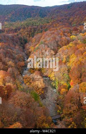 Feuillage de l'automne paysage. Vue aérienne de la vallée et en cours d'automne. Les arbres des forêts colorées de couleur rouge, orange, et les couleurs d'or Banque D'Images