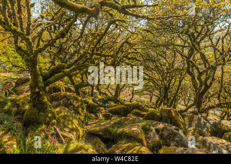 Chênes sessiles et moss en Wistman's Wood Devon Dartmoor England UK GB British Isles Banque D'Images