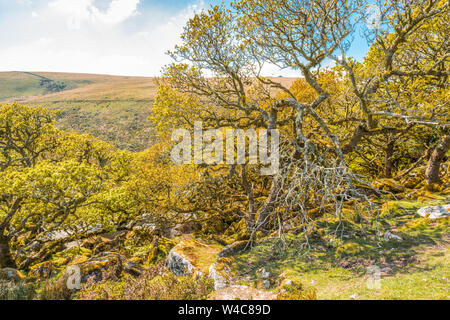 Chênes sessiles et moss en Wistman's Wood Devon Dartmoor England UK GB British Isles Banque D'Images