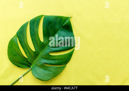 Télévision jeter vert feuille de monstera philodendron plante sur fond jaune, copiez l'espace. Banque D'Images