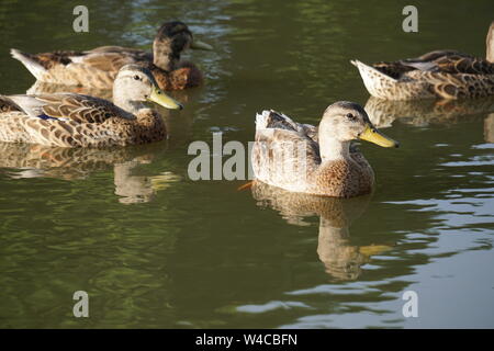 Canard colvert femelle Banque D'Images