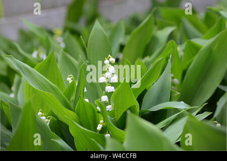 Gros plan du lis de la vallée (également connu sous le nom de muguet) fleurir dans un jardin de printemps. Très parfumé, facile à cultiver à l'ombre. Banque D'Images