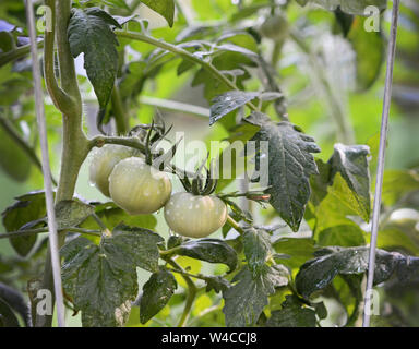 Libre de tomates vertes qui poussent sur la vigne. Jardin. L'alimentation saine. Banque D'Images