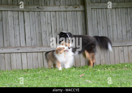 Un adulte tricolor Shetland Sheepdog (sheltie) et un chiot sable jouer ensemble à l'extérieur avec un bâton. Banque D'Images