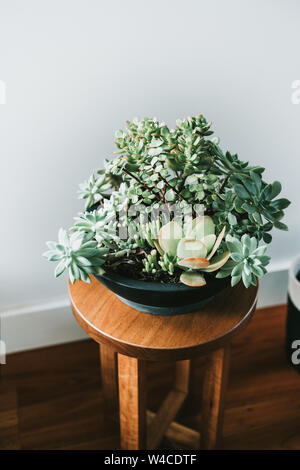 Plantes Succulentes en pot noir tabouret en bois à côté d'un mur blanc propre. Banque D'Images