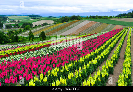 Champ de fleurs colorées dans Shikisai-no-Oka, un endroit très populaire pour le tourisme dans la région de Biei Town, Hokkaido, Japon. Banque D'Images