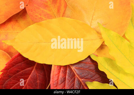 La texture de feuilles d'automne Banque D'Images