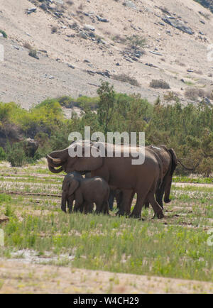 Désert éléphants adaptés. Ces éléphants d'Afrique (Loxodonta africana) sont adaptés à la vie dans les zones désertiques de la Namibie et l'Angola. Photographié en th Banque D'Images