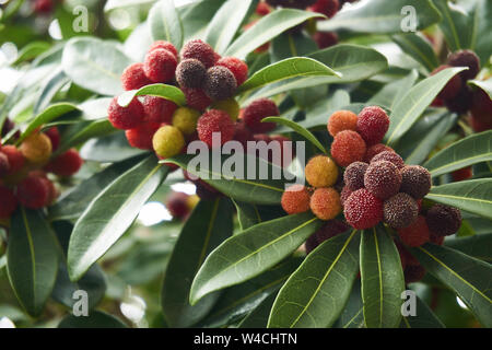 Myrica rubra fruits, également connu sous le nom de yangmei, yamamomo, Chinois, Japonais, le cirier de bayberry rouge bayberry, yumberry, waxberry, mûrissent sur un arbre au Japon. Banque D'Images