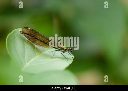 Une femme Demoiselle (Calopteryx splendens bagués) sur une feuille au Royaume-Uni. Banque D'Images