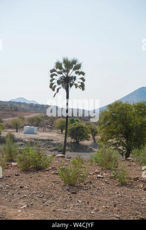 (Hyphaene petersiana palmier Makalani), AKA le vrai fan palm. Photographié à la rivière Kunene (rivière Cunene), la frontière entre l'Angola et la Namibie, de sorte Banque D'Images