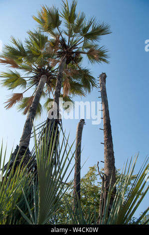 (Hyphaene petersiana palmier Makalani), AKA le vrai fan palm. Photographié à la rivière Kunene (rivière Cunene), la frontière entre l'Angola et la Namibie, de sorte Banque D'Images