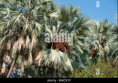 (Hyphaene petersiana palmier Makalani), AKA le vrai fan palm. Photographié à la rivière Kunene (rivière Cunene), la frontière entre l'Angola et la Namibie, de sorte Banque D'Images