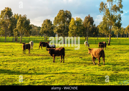 Le pâturage des vaches tous les jours en milieu rural agricole sud de l'Australie pendant la saison d'hiver Banque D'Images